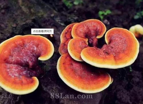 �Ʊ���֥���ӷ۴��ӹ���������